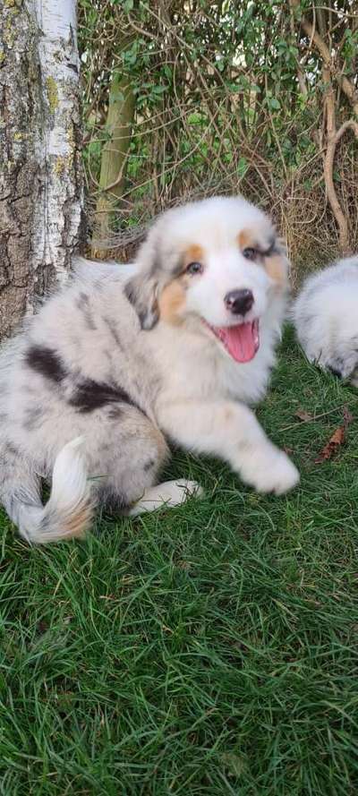 Welpen Bilder !-Beitrag-Bild