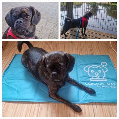 Mischlinge raten - Rätselspaß-Beitrag-Bild