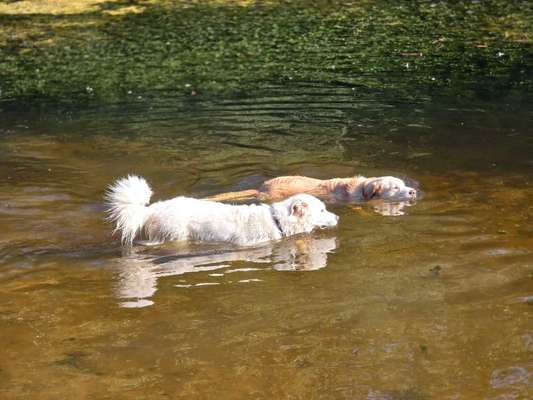 Hundetreffen-Gassi- und Spielkumpels gesucht-Bild