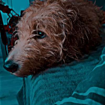 Hundetreffen-Zum spielen oder gemeinsam gassi gehen-Bild