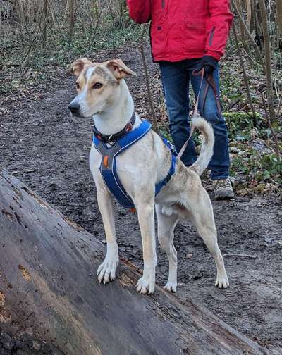 Hunde aus Griechenland-Beitrag-Bild