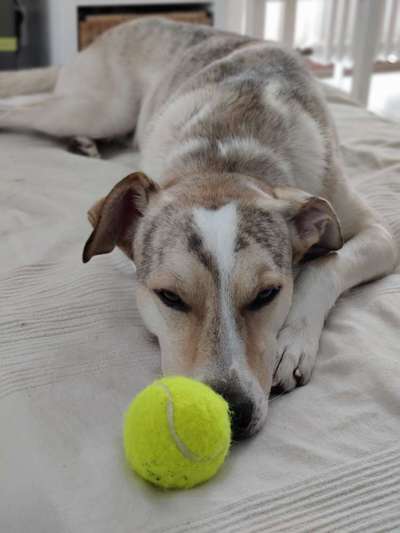 Hunde aus Griechenland-Beitrag-Bild