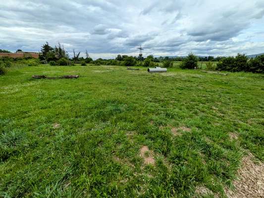 Hundeauslaufgebiet-Hundewiese Eppelheim-Bild