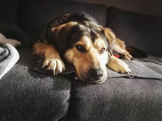 Hunde vom Tierschutzverein 🐕♥️-Beitrag-Bild