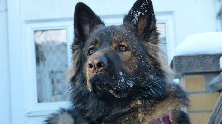 Deutsche Schäferhunde, Belgische Schäferhunde.-Beitrag-Bild