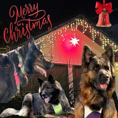 aktuelles Foto Gruppe Altdeutscher Schäferhund