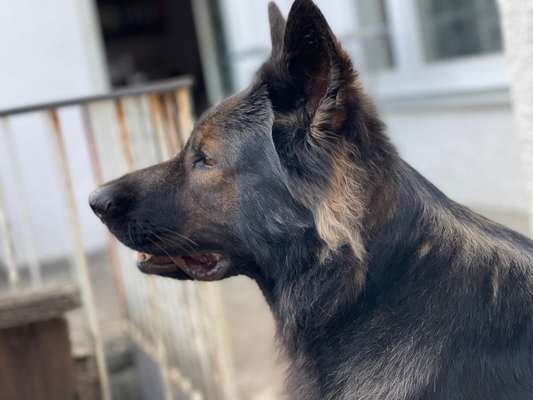 Deutsche Schäferhunde, Belgische Schäferhunde.-Beitrag-Bild