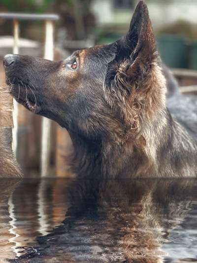 Deutsche Schäferhunde, Belgische Schäferhunde.-Beitrag-Bild