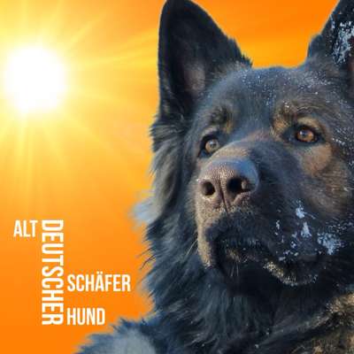 Titelbild Gruppe Altdeutscher Schäferhund