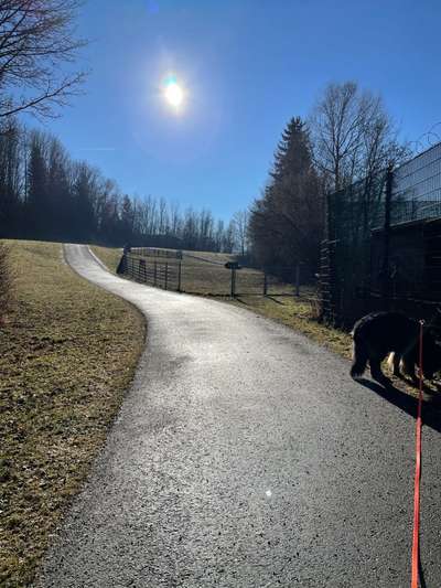 Hundeauslaufgebiet-Hundewiese Penzberg-Bild