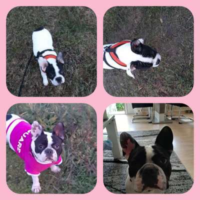 Französische Bulldoggen-Beitrag-Bild