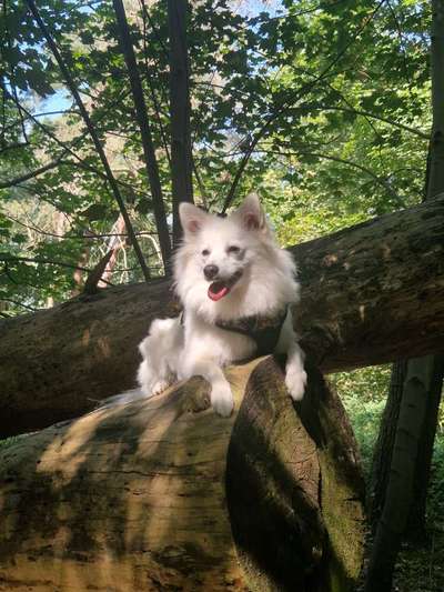 Hundetreffen-Wir sind auf der Suche nach neuen Hunde Freunde für uns Flocki.-Bild