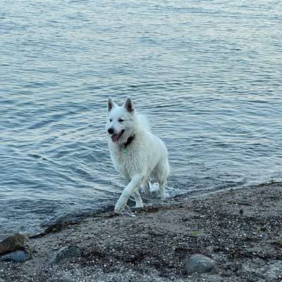 Weißer Schweizer Schäferhund-Beitrag-Bild
