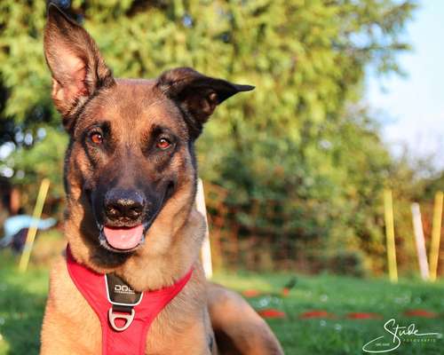 Schäferhund-Beitrag-Bild