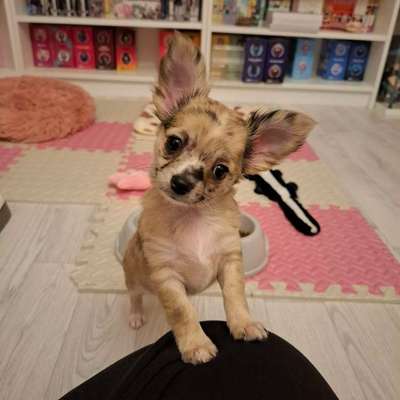 Hundetreffen-Dottie sucht Spielkameraden-Bild