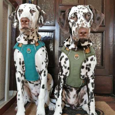 Hundetreffen-Treffen mit Junghund-Bild