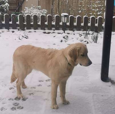 Wo sind die Golden Retriever Liebhaber?-Beitrag-Bild