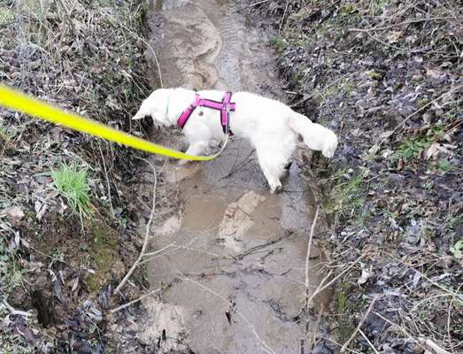 Wo sind die Golden Retriever Liebhaber?-Beitrag-Bild