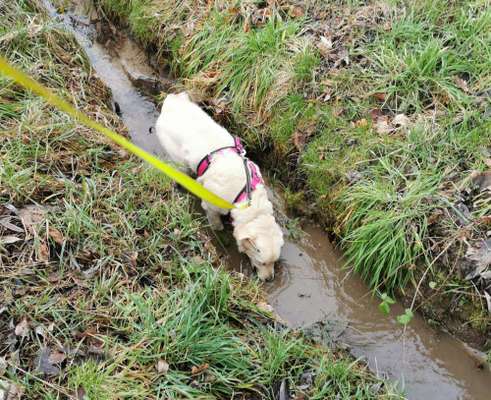 Wo sind die Golden Retriever Liebhaber?-Beitrag-Bild