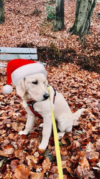 Dogorama Photo Challenge - Nikolaus-Beitrag-Bild