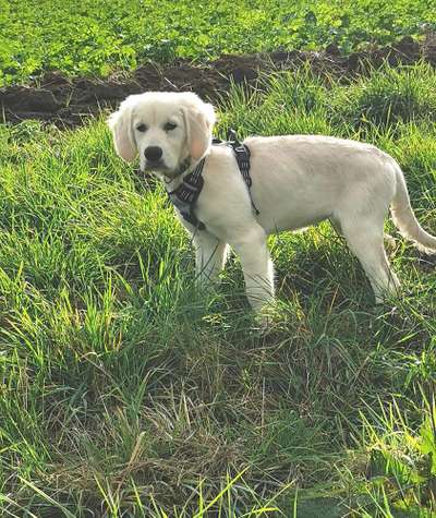 Wo sind die Golden Retriever Liebhaber?-Beitrag-Bild