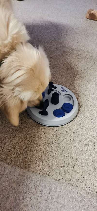 Wo sind die Golden Retriever Liebhaber?-Beitrag-Bild