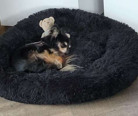 Hundetreffen-Treffen für Minis....( Chihuahua braucht Gleichgesinnte)-Bild