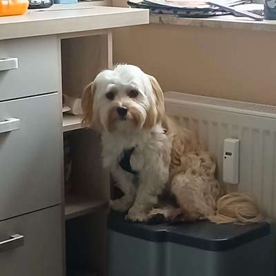 Hundetreffen-Treffen in Goslar