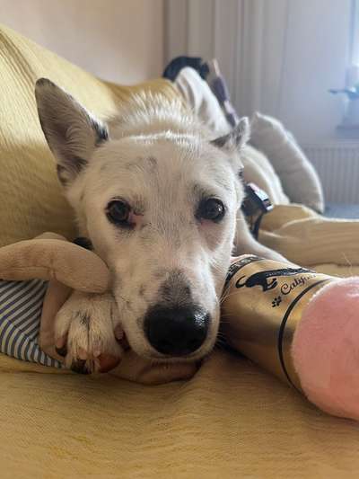 Tierschutzhunde suchen ein Zuhause-Beitrag-Bild