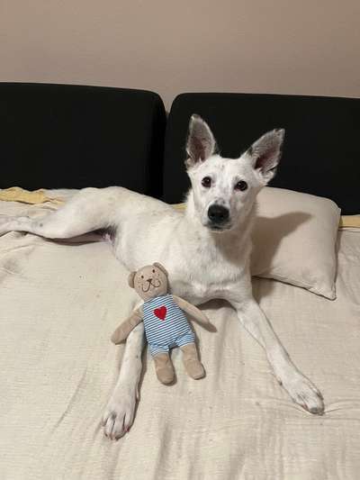 Tierschutzhunde suchen ein Zuhause-Beitrag-Bild