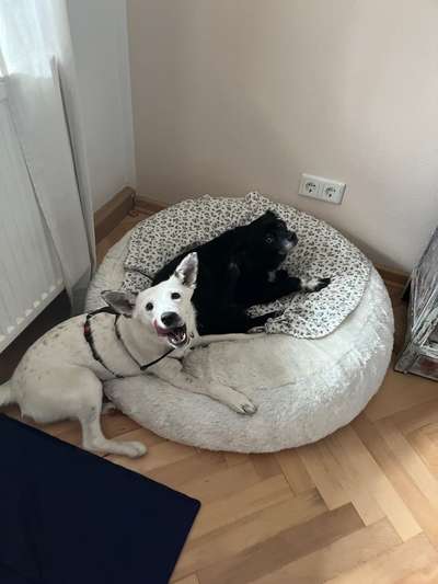 Tierschutzhunde suchen ein Zuhause-Beitrag-Bild