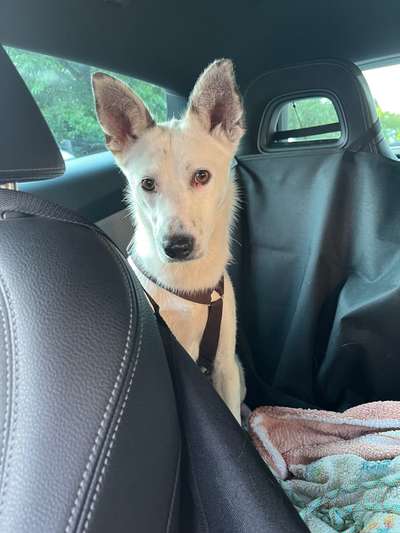 Tierschutzhunde suchen ein Zuhause-Beitrag-Bild