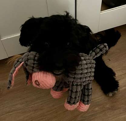 Havaneser-Beitrag-Bild