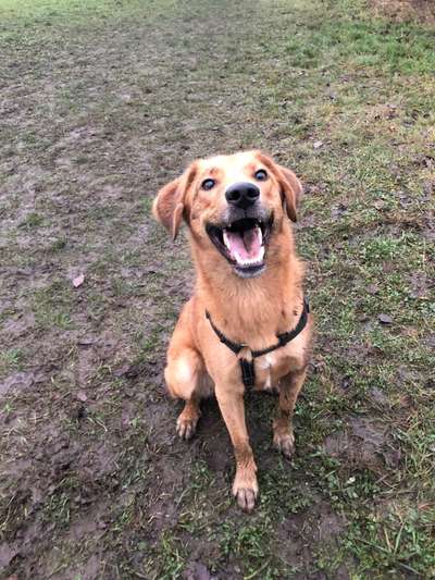 Hundetreffen-Gassirunde / Spielrunde / Social Walk-Bild