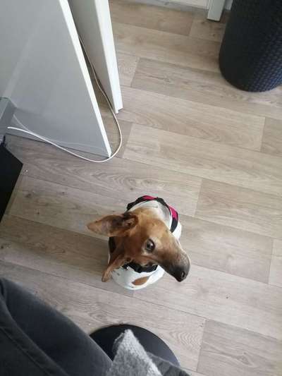 Tierschutz - Auslandstierschutz oder örtliches Tierheim?-Beitrag-Bild