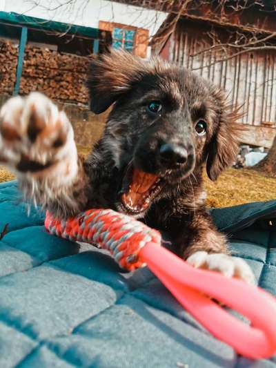 Zeige das lustigste Bild eures Hundis-Beitrag-Bild