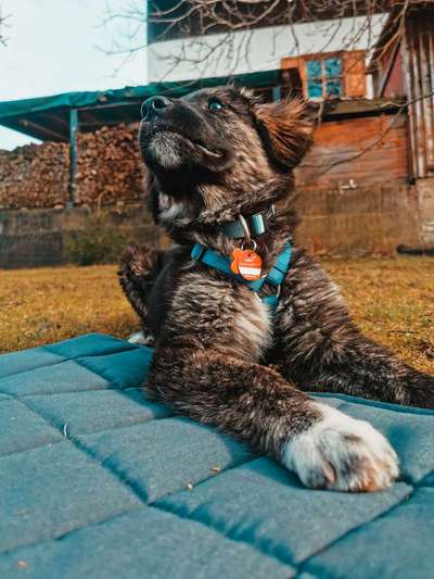 Hunde sind die beste Medizin-Beitrag-Bild