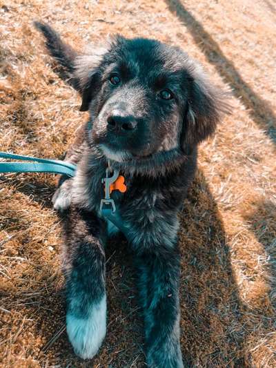 Welpen Bilder !-Beitrag-Bild