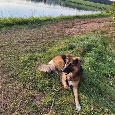 Hundetreffen-Spaziergänge,Spielen und Training 2-Bild