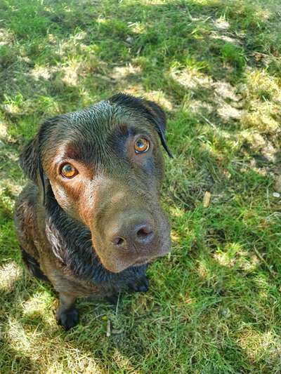 Dogorama-Monats-Challenge-Mai "Wasser"-Beitrag-Bild