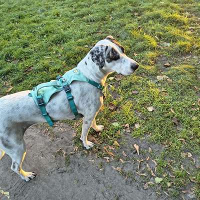 Hundetreffen-Vorsichtige Hündin neu in Schwerin, große Rasse-Bild