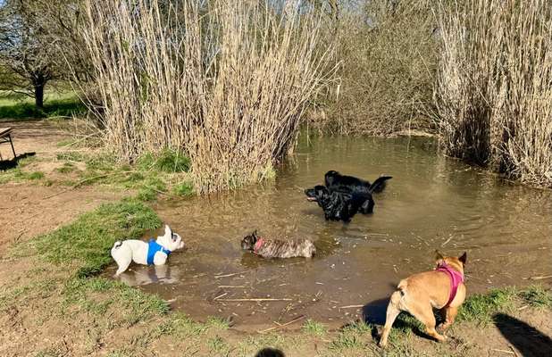 Hundeauslaufgebiet-Wasserloch, Hundespielplatz-Bild