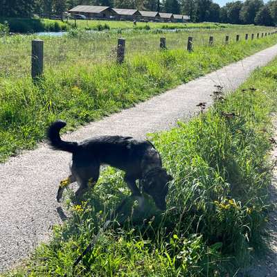 Hundetreffen-Treffen für gemeinsame Spaziergänge-Bild