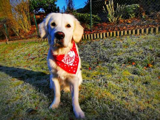 Challenge Nr. 8  Dein Hund im Weihnachtslook-Beitrag-Bild