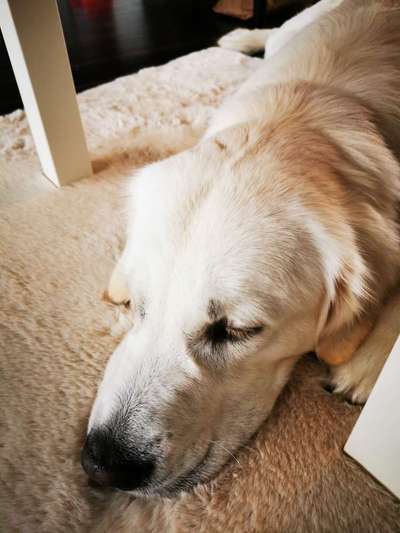 Challenge Nr 14
Eure Fellnasen auf ihrem Lieblingsplatz-Beitrag-Bild