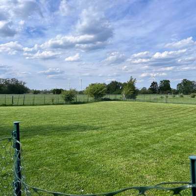 Hundetreffen-Treffen für mittelgroße Hunde-Bild