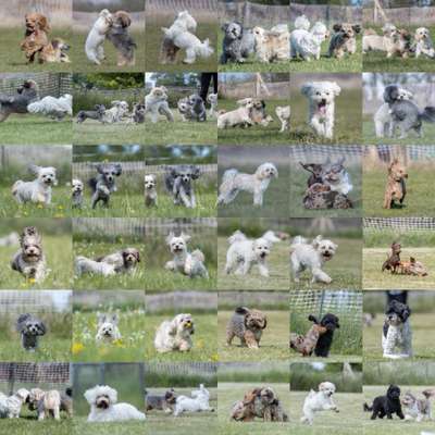 Hundetreffen-Dreyer Zwergentreff-Bild