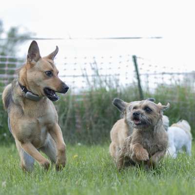 Hundetreffen-Treffen für mittelgroße Hunde-Bild