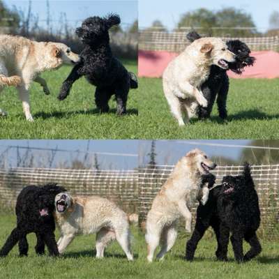 Hundetreffen-Treffen für große Hunde-Bild