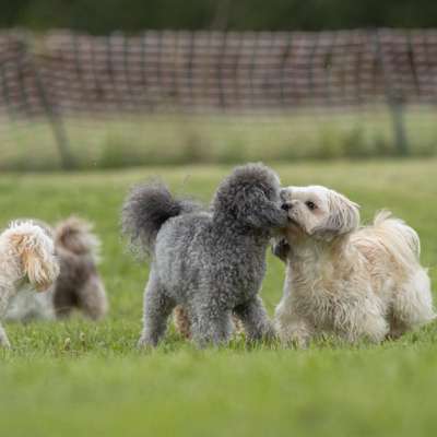 Hundetreffen-Spieltreffen für kleine Hunde-Bild